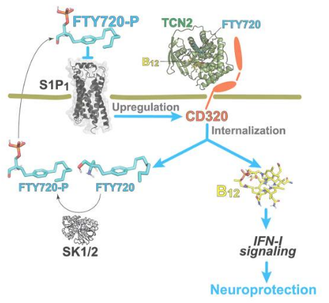 Cell Rep：科學家揭示維生素B12缺乏癥和人類多發(fā)性硬化癥的相似性