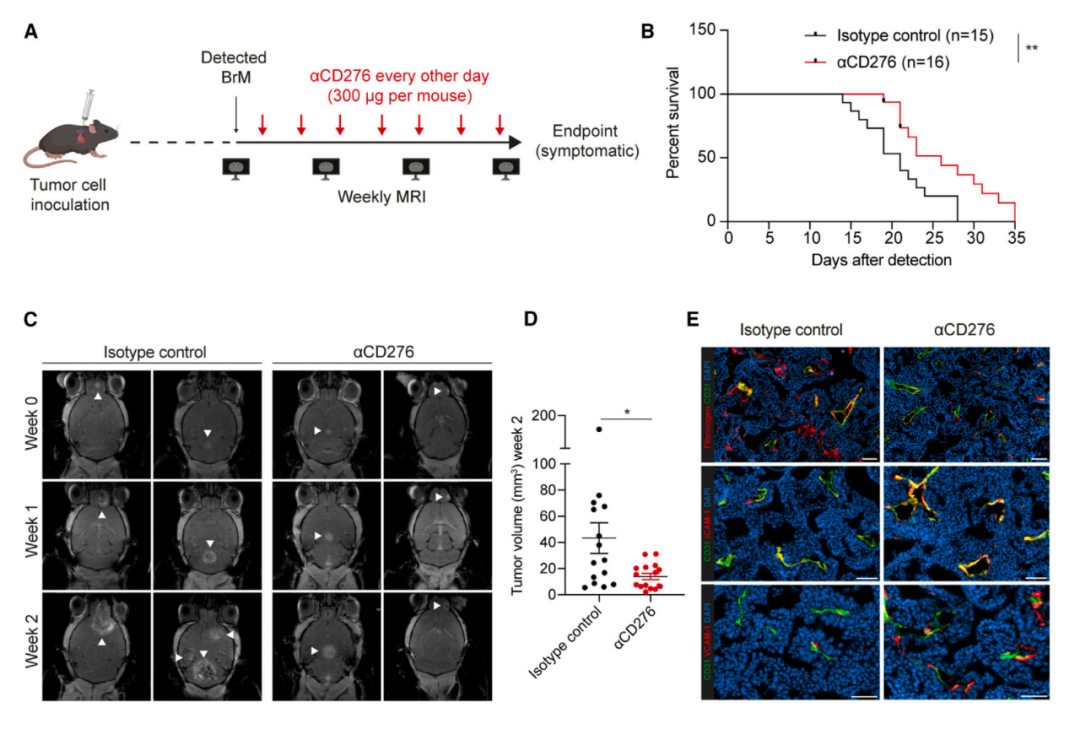 Cancer Cell：腦轉(zhuǎn)移癌癥治療新靶點——CD276