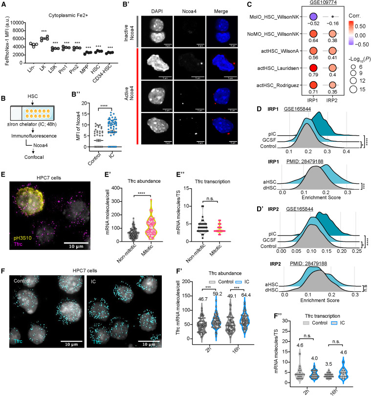 Cell Stem Cell：鐵流變器控制造血干細(xì)胞的命運(yùn)